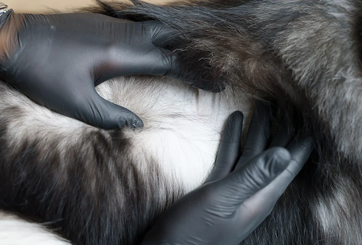 Дерматология - фото2