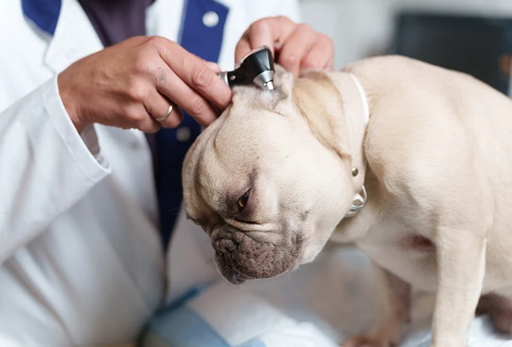 Дерматология - фото4