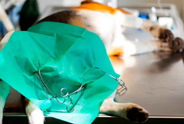 Кастрация мальчика, если семенник в брюшной полости - фото1