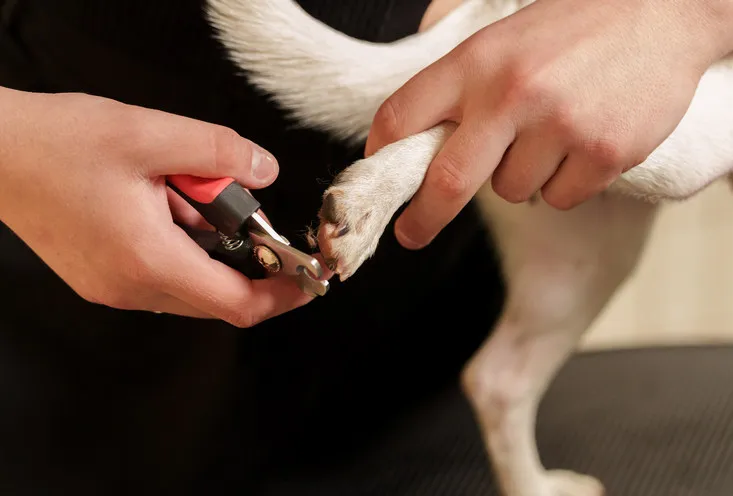 Стрижка когтей - фото5