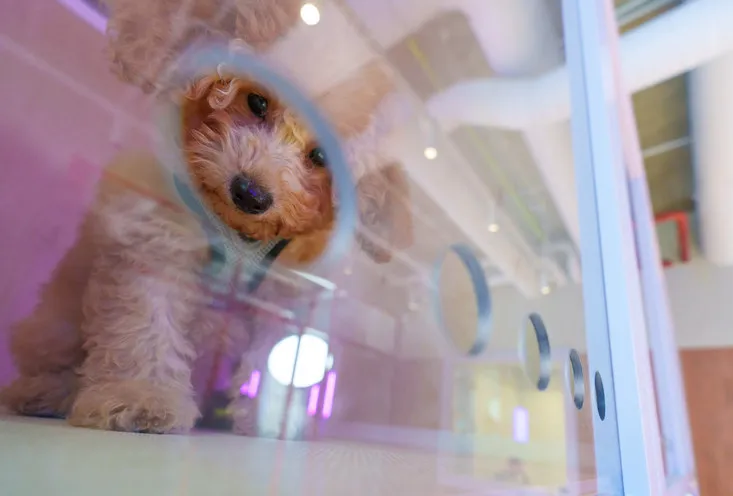 Гостиница для собак - фото5