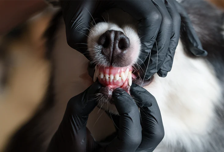 Ультразвуковая чистка - фото2