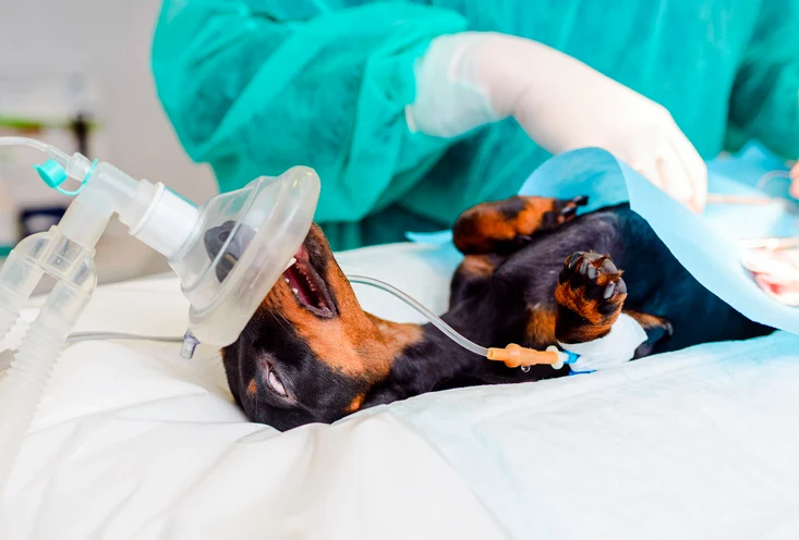 Стерилизация девочек - фото3