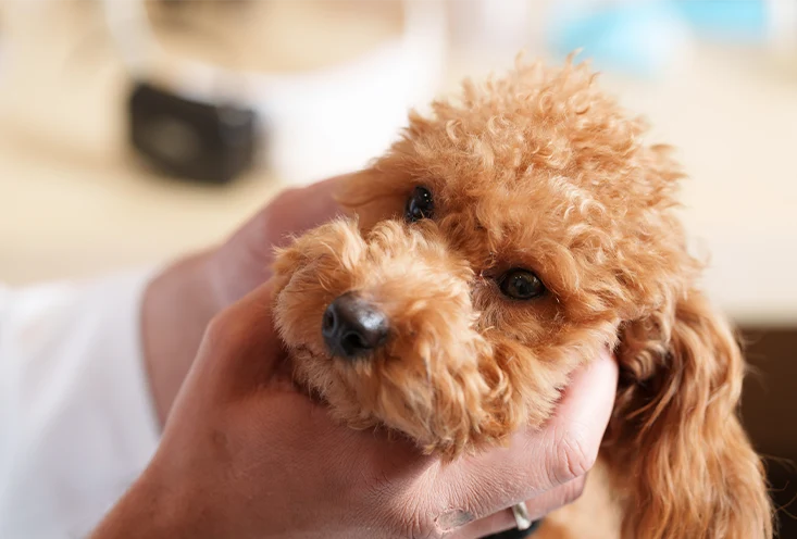 Чек-ап - фото2