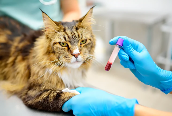 Общий анализ крови - фото2