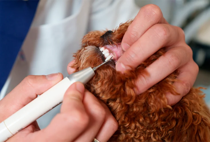 Механическая чистка - фото1