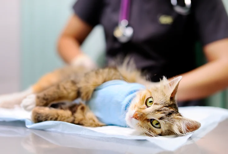 Стерилизация девочек - фото2