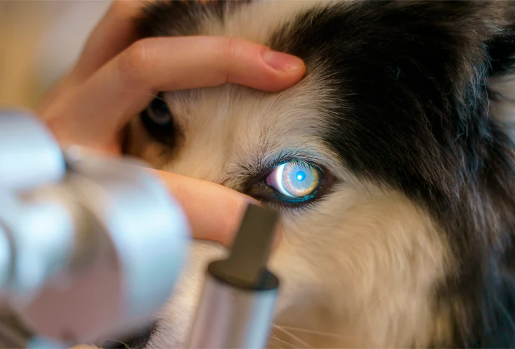 Офтальмология - фото1