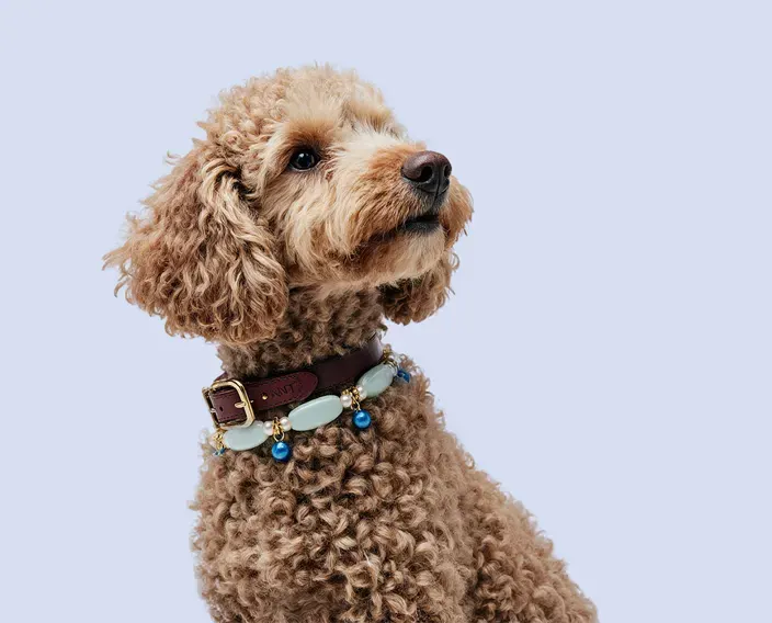 о зооцентре шарики