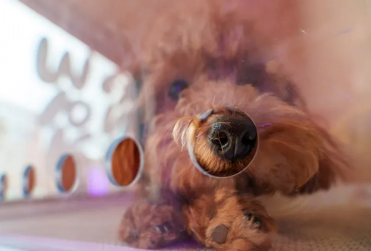 Гостиница для собак - фото3