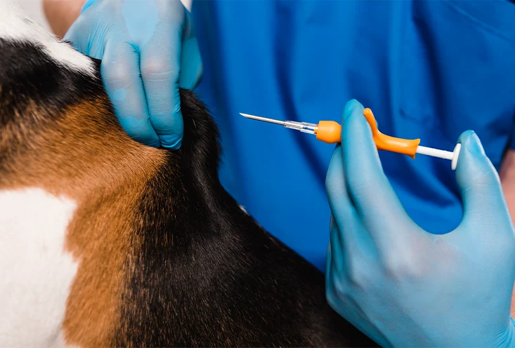 Чипирование - фото2