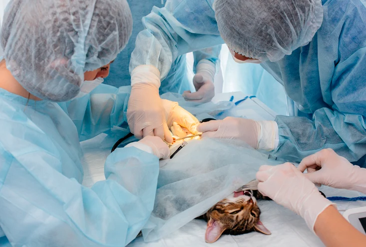 Стерилизация девочек - фото1