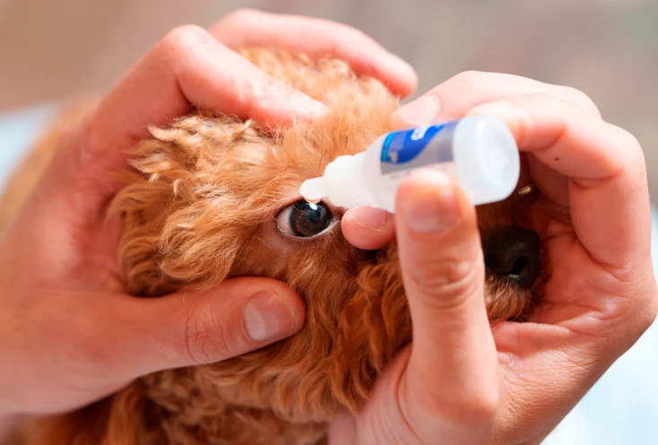 Офтальмология - фото2