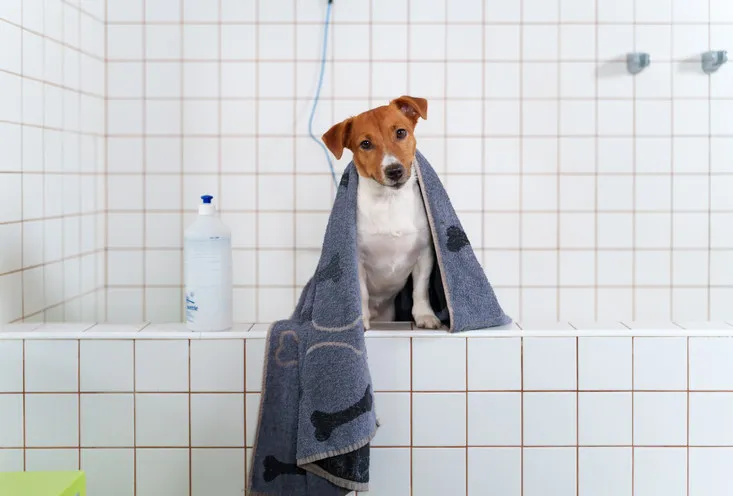 Комплексная стрижка - фото1