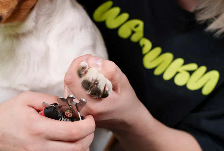 Стрижка когтей - фото3